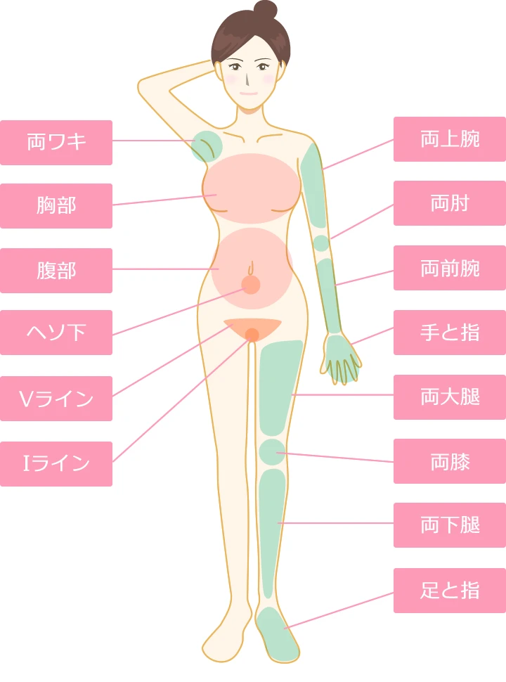 全身脱毛箇所の前部分の施術部位のイラスト画像